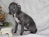 Luna f, a female Italian Greyhound for sale in Havana, AR – Photo 1 of 2