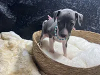 Storm2, a female Italian Greyhound for sale in Havana, AR – 2 of 8