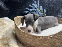 Pen/Bart, a male Italian Greyhound for sale in Havana, AR – 7 of 9