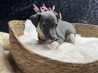 Storm 3, a female Italian Greyhound for sale in Havana, AR – 3 of 9