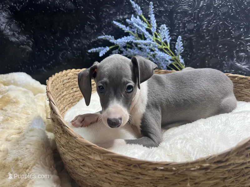Pen/Bart – Italian Greyhound puppy for sale in Havana, AR