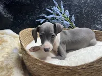Pen/Bart, a male Italian Greyhound for sale in Havana, AR – 1 of 9
