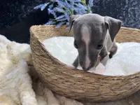 Till/Pete 2, a male Italian Greyhound for sale in Havana, AR – 8 of 8
