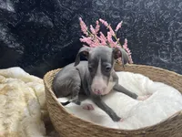 Pen/Bart, a female Italian Greyhound for sale in Havana, AR – 8 of 10