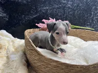 Till/Pete 3, a female Italian Greyhound for sale in Havana, AR – 4 of 8