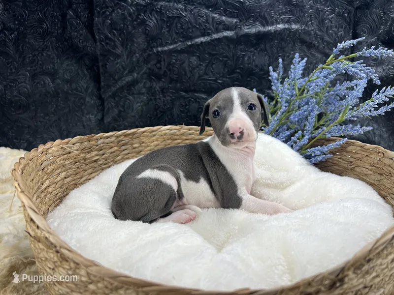 Giulia 5M – Italian Greyhound puppy for sale in Havana, AR