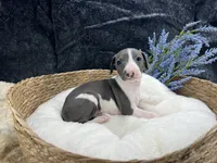 Giulia 5M, a male Italian Greyhound for sale in Havana, AR – 1 of 8