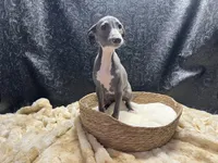 Barts boy, a male Italian Greyhound for sale in Havana, AR – 9 of 10