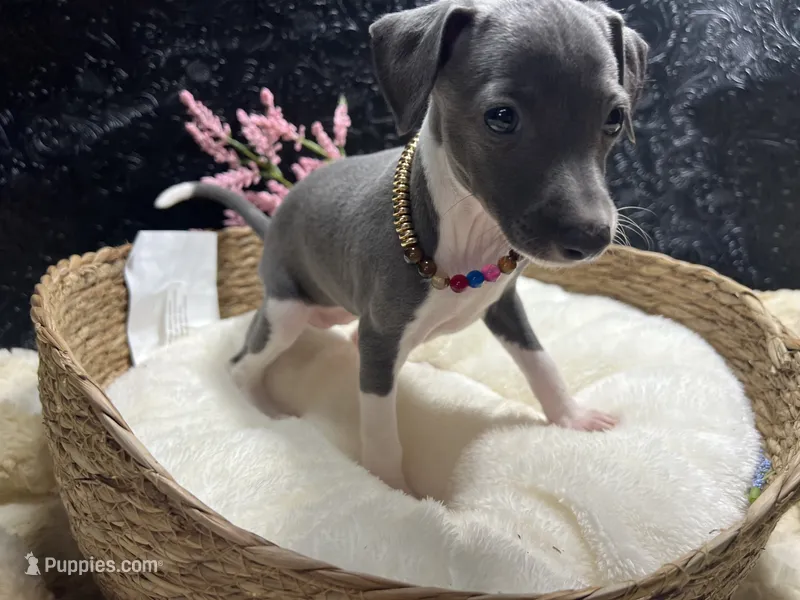 Storm 3 – Italian Greyhound puppy for sale in Havana, AR