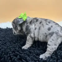 Macey, a female French Bulldog for sale in Havana, AR – Photo 10 of 10