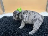 Macey, a female French Bulldog for sale in Havana, AR – Photo 10 of 10