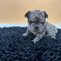 Macey, a female French Bulldog for sale in Havana, AR – Photo 8 of 10