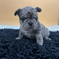 Macey, a female French Bulldog for sale in Havana, AR – Photo 3 of 10