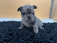 Macey, a female French Bulldog for sale in Havana, AR – Photo 3 of 10