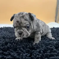 Macey, a female French Bulldog for sale in Havana, AR – Photo 6 of 10