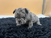 Macey, a female French Bulldog for sale in Havana, AR – Photo 6 of 10