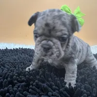 Macey, a female French Bulldog for sale in Havana, AR – Photo 2 of 10