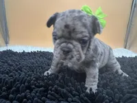 Macey, a female French Bulldog for sale in Havana, AR – Photo 2 of 10