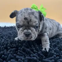 Macey, a female French Bulldog for sale in Havana, AR – Photo 7 of 10