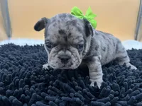 Macey, a female French Bulldog for sale in Havana, AR – Photo 7 of 10