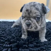 Macey, a female French Bulldog for sale in Havana, AR – Photo 9 of 10