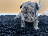 Macey, a female French Bulldog for sale in Havana, AR – Photo 9 of 10