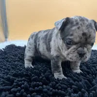 Macey, a female French Bulldog for sale in Havana, AR – Photo 4 of 10