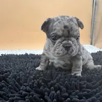 Macey, a female French Bulldog for sale in Havana, AR – Photo 1 of 10