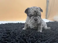 Macey, a female French Bulldog for sale in Havana, AR – Photo 1 of 10