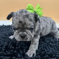 Macey, a female French Bulldog for sale in Havana, AR – Photo 5 of 10