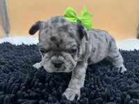 Macey, a female French Bulldog for sale in Havana, AR – Photo 5 of 10