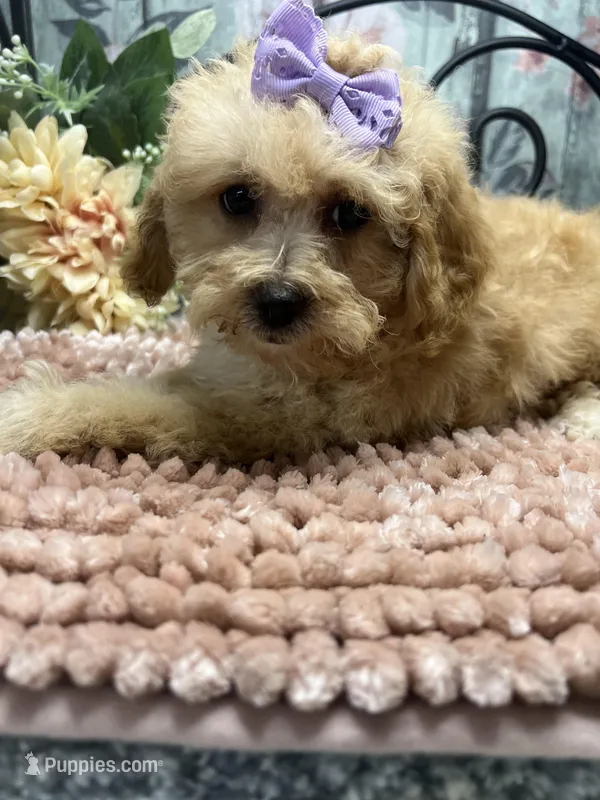Buttercup, a female Poodle - Toy  for sale in Havana, AR – Photo 1 of 7