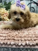 Buttercup, a female Poodle - Toy  for sale in Havana, AR – Photo 1 of 7