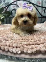 Buttercup, a female Poodle - Toy  for sale in Havana, AR – Photo 7 of 7