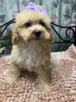 Buttercup, a female Poodle - Toy  for sale in Havana, AR – Photo 6 of 7