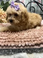 Buttercup, a female Poodle - Toy  for sale in Havana, AR – Photo 2 of 7