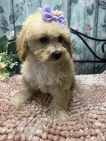 Buttercup, a female Poodle - Toy  for sale in Havana, AR – Photo 4 of 7
