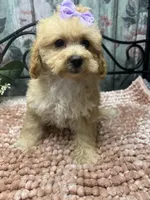 Buttercup, a female Poodle - Toy  for sale in Havana, AR – Photo 3 of 7