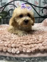 Buttercup, a female Poodle - Toy  for sale in Havana, AR – Photo 5 of 7