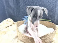Piper 2 M, a male Italian Greyhound for sale in Havana, AR – 3 of 10