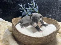 Pen/Bart 2, a male Italian Greyhound for sale in Havana, AR – 5 of 9