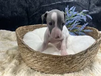 Giulia 1M, a male Italian Greyhound for sale in Havana, AR – 6 of 8