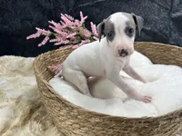 Giulia 4F, a female Italian Greyhound for sale in Havana, AR – 5 of 8