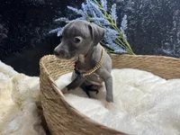 Till/Pete, a male Italian Greyhound for sale in Havana, AR – 10 of 10