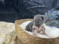Giulia 3M, a male Italian Greyhound for sale in Havana, AR – 7 of 8