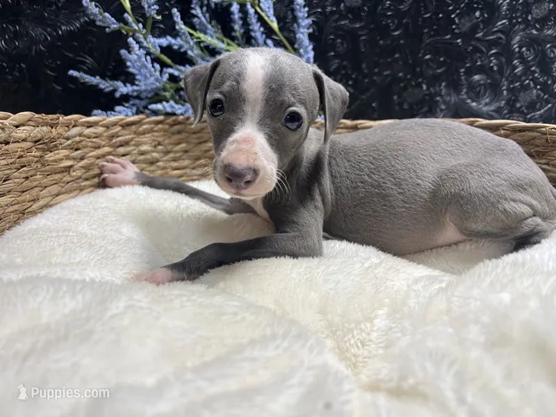 Till/Pete 4 – Italian Greyhound puppy for sale in Havana, AR