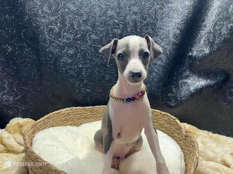 Bates – Italian Greyhound puppy for sale in Havana, AR