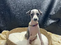 Bates, a male Italian Greyhound for sale in Havana, AR – 1 of 8