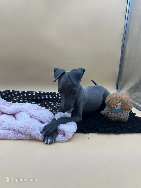 Jasper – Italian Greyhound puppy for sale in Havana, AR