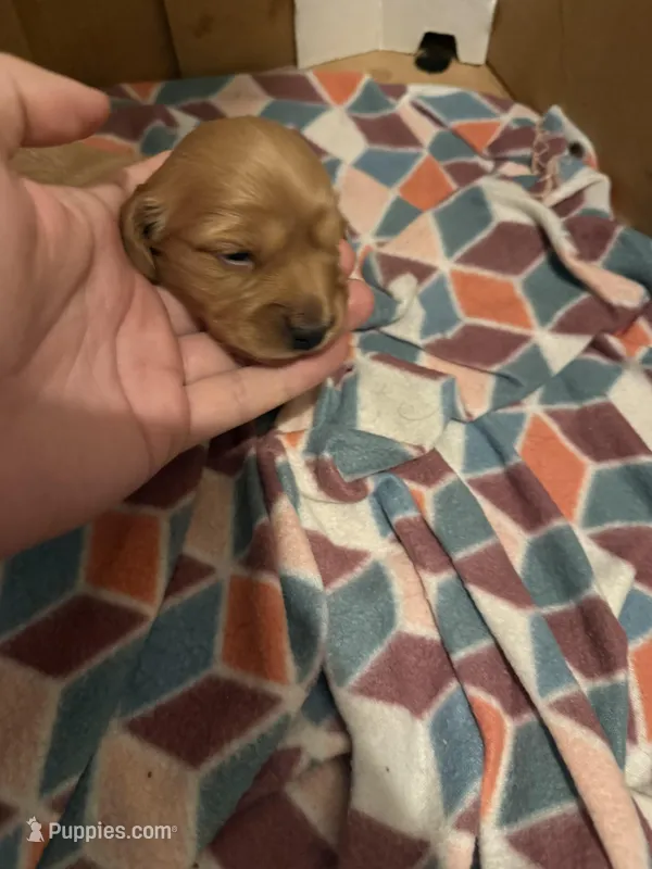 Ren – Miniature Dachshund puppy for sale in Wilton Manors, FL